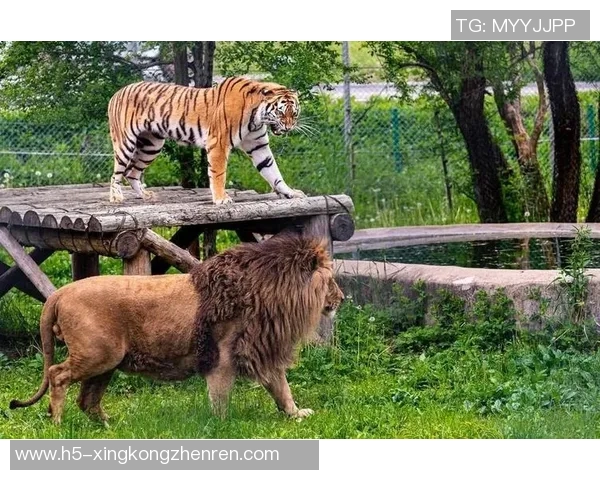 老虎大学与美洲虎的精彩对决谁将赢得最终胜利